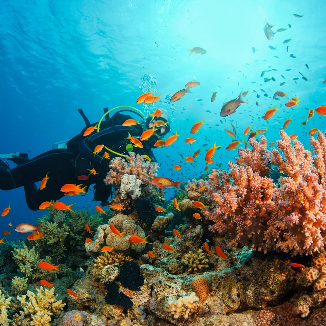 Exploring the Hidden Dive Gems of Amed, Bali