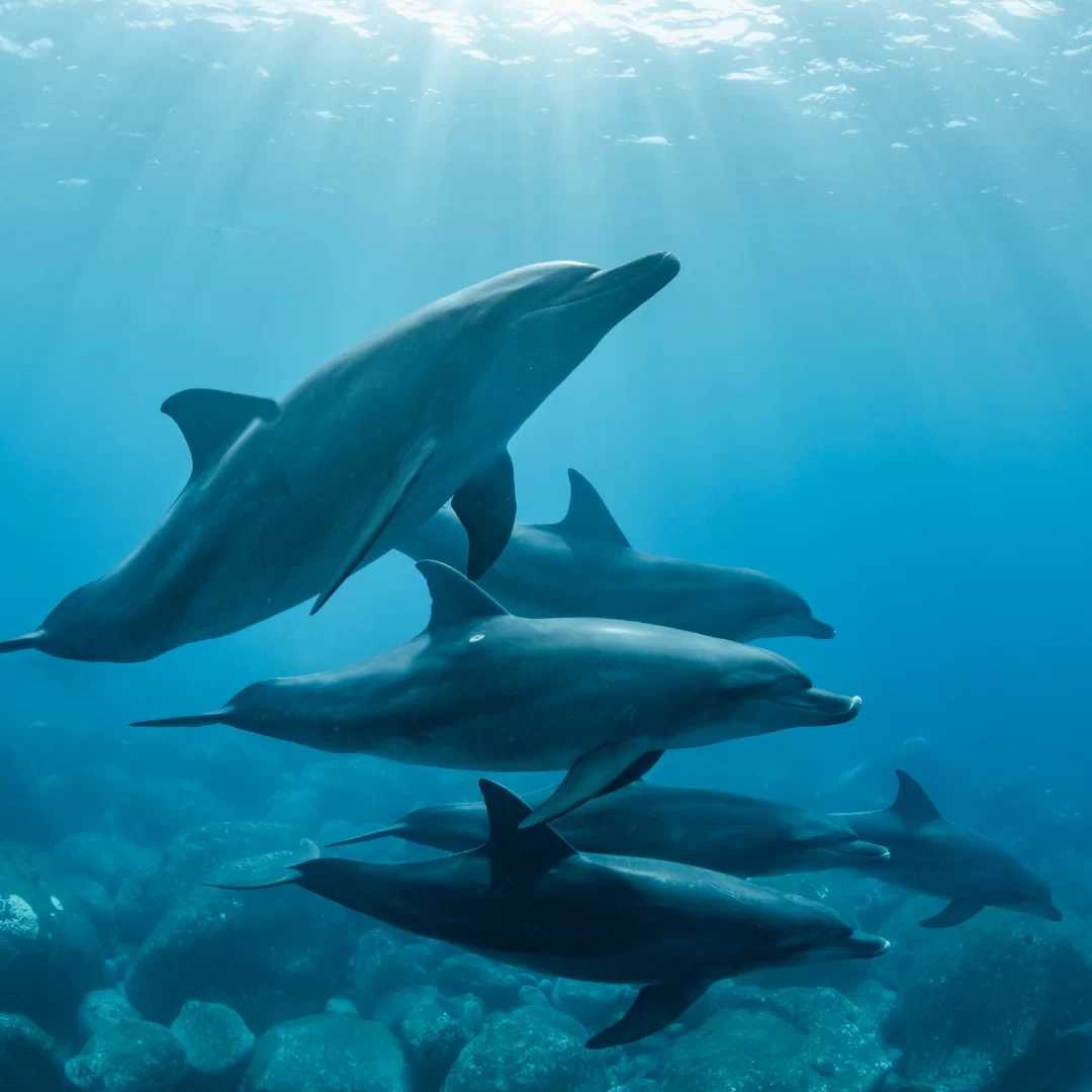 Dolphins: The Intelligent and Playful Wonders of the Sea