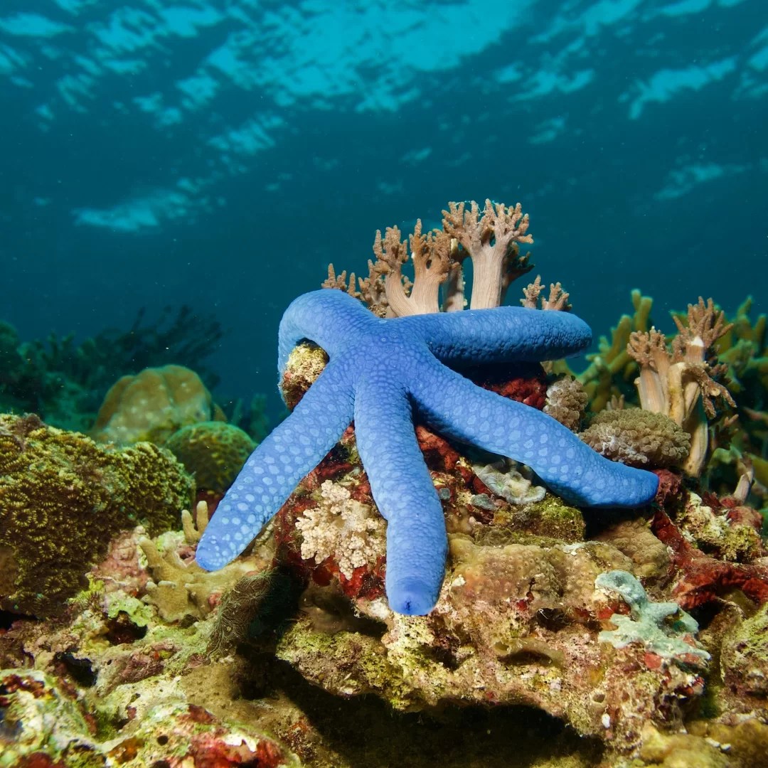 The Starfish: A Master of Regeneration